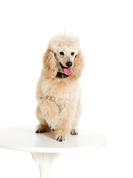 Poodle sitting on the table - Photo, Image