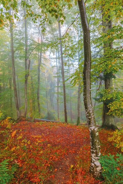 autumnal beech forest background - Photo, image