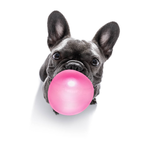 dog chewing bubble gum - Foto, afbeelding