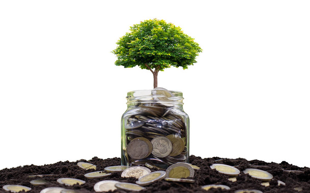 お金と土壌を節約するために瓶の上に木を育てる。金融成長コンセプトを持つ白い背景に孤立 - 写真・画像