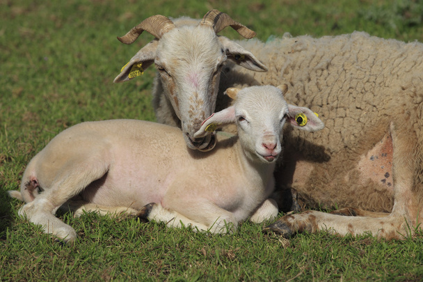 Schaf und Lamm - Foto, Bild