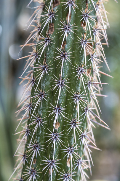 closeup of a cactus with long spikes - Foto, Imagem