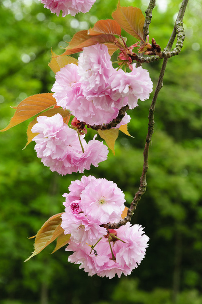 Sakura-Blüten - Foto, Bild