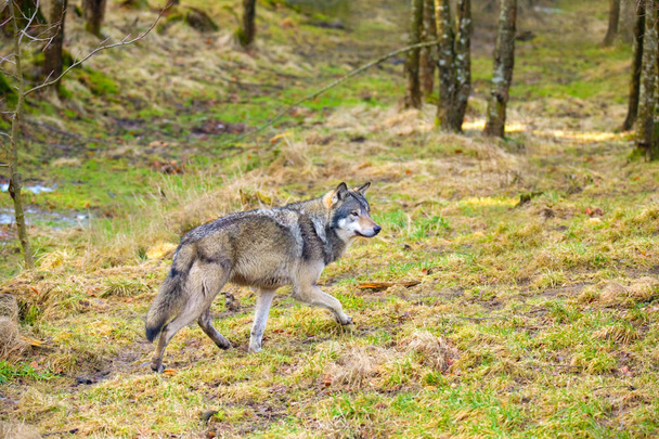 Lobo salvaje caminando en el bosque en el bosque de color otoñal
 - Foto, Imagen