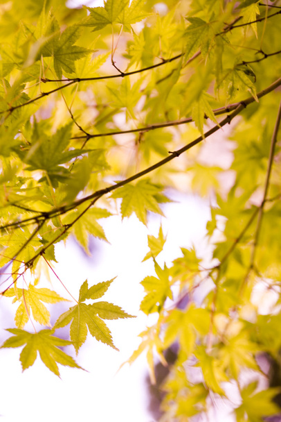 yaprakları arka plan - Fotoğraf, Görsel