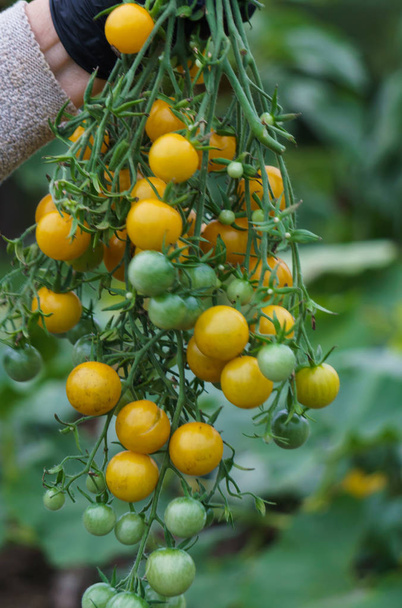 Bunches of small yellow tomatoes on a branch in a worker s hand. - Фото, изображение