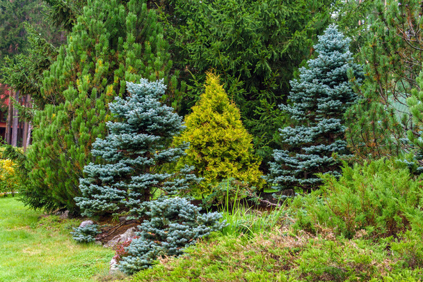 various conifers as an element of landscape design - Fotoğraf, Görsel