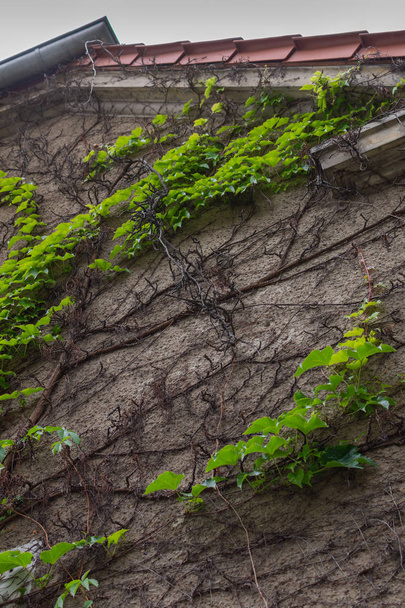 Ściana budynku z pnączy zieleni - Zdjęcie, obraz