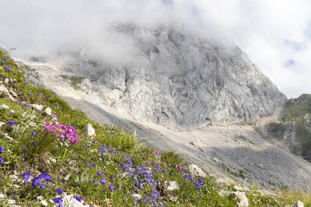 Гірський рослинний світ біля Манґарт, Національний парк Тріглава, Юліанські Альпи, - Фото, зображення