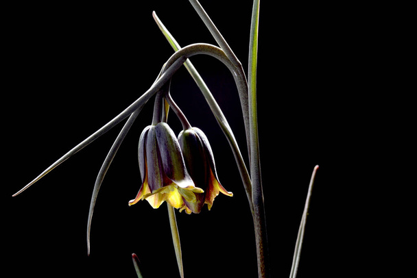 Existuje asi 100 až 130 druhů mohutných rostlin čeledi Liliaceae, původních do mírného pásma severní polokoule, zejména Středozemního moře, jihozápadní Asie a západní Severní Ameriky. - Fotografie, Obrázek