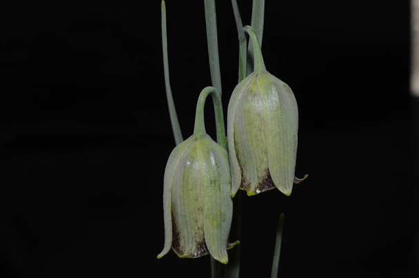 Liliaceae-heimoon kuuluu noin 100-130 lajia sipulikasveja, jotka ovat kotoisin pohjoisen pallonpuoliskon lauhkeilta alueilta, erityisesti Välimeren alueelta, Lounais-Aasiasta ja Länsi-Pohjois-Amerikasta.
. - Valokuva, kuva