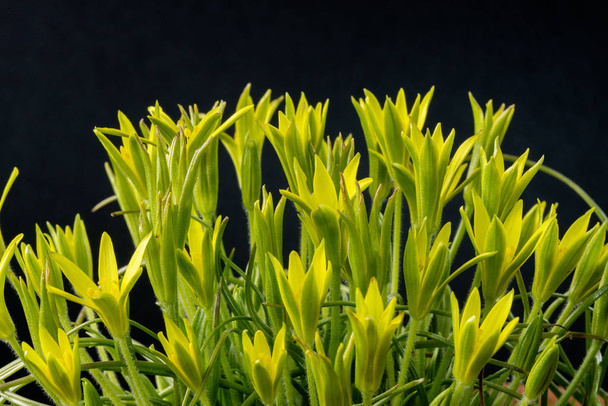 Gagea egy nagy nemzetség a tavaszi virágok a liliom család. Elsősorban Eurázsia területén található, néhány fajjal Észak-Afrikába és Észak-Amerikába.. - Fotó, kép