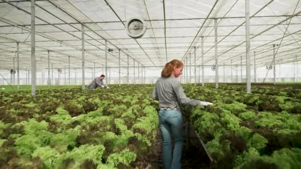 Vrouwelijke agronoom wandelen in een kas controle groeiende groene salade - Video