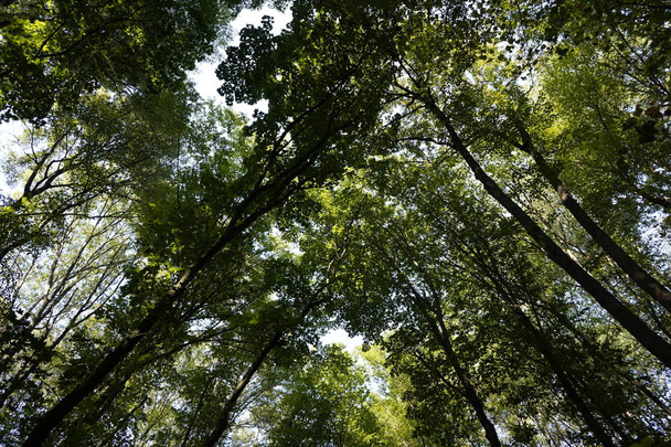 Плотный лес. Вид снизу на вершины деревьев. Высокие деревья в й
 - Фото, изображение