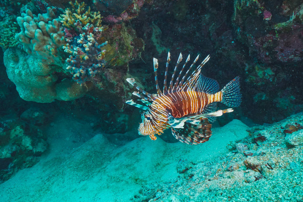 Unterwasser-Korallenriff Landschaft Hintergrund im tiefblauen Meer mit bunten Fischen und Meereslebewesen - Foto, Bild