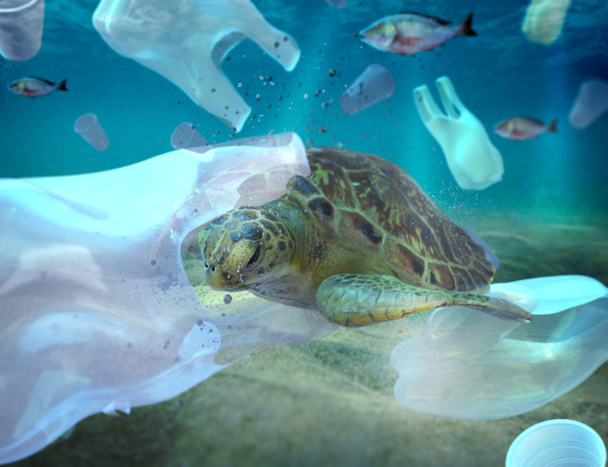 Η πλαστική μόλυνση στο περιβαλλοντικό πρόβλημα του ωκεανού. Οι χελώνες μπορούν να φάνε πλαστικά νομίζοντας ότι είναι Μέδουσα - Φωτογραφία, εικόνα
