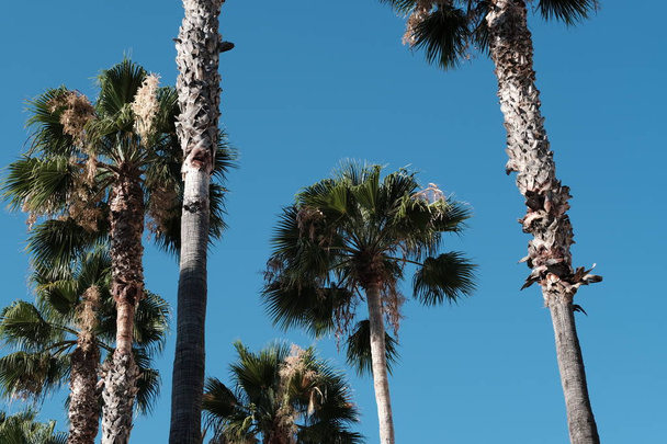 Palm trees on the streets of Los Angeles - Photo, image
