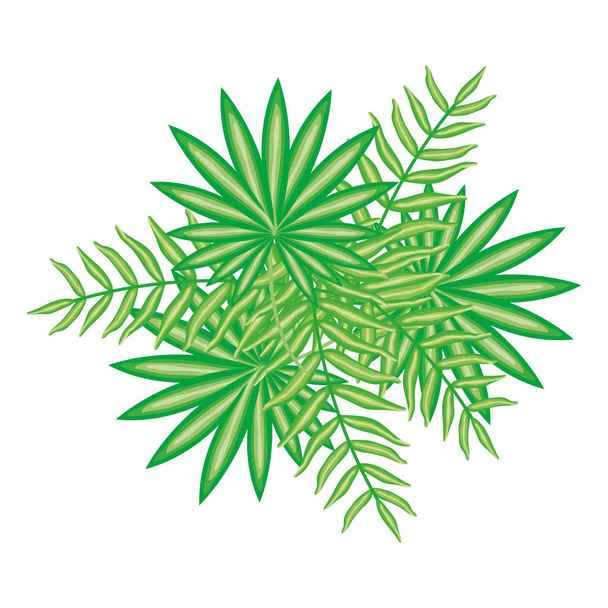 exotic and tropical leafs plant decoration - Вектор,изображение