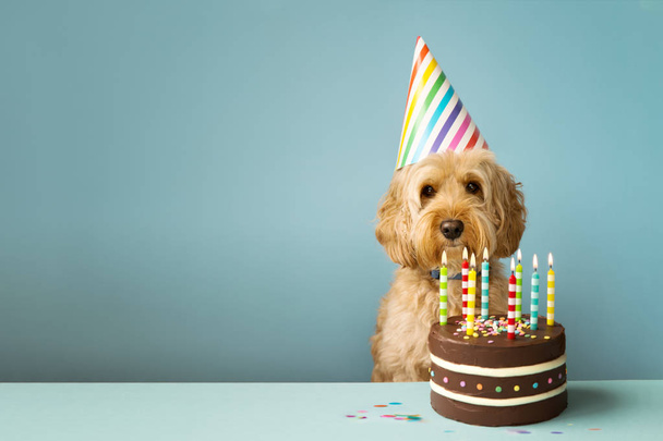 Cão com bolo de aniversário
 - Foto, Imagem