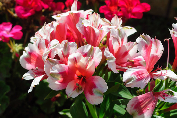 Червоні та білі квіти пеларгонії в саду
. - Фото, зображення