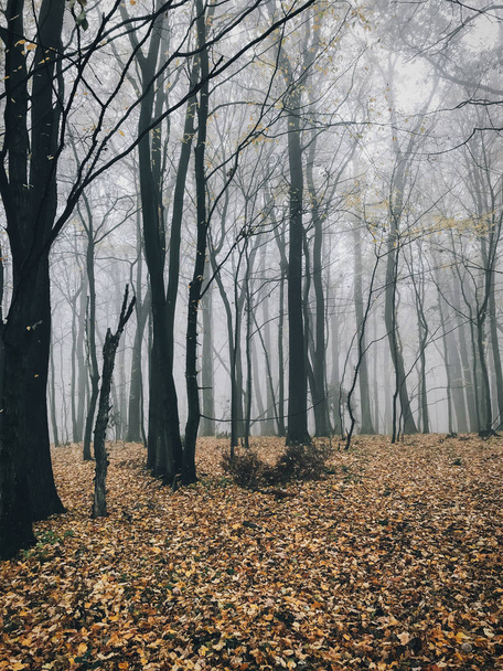 Autumn foggy woods with fall leaves in cold morning. Mist in aut - Fotoğraf, Görsel