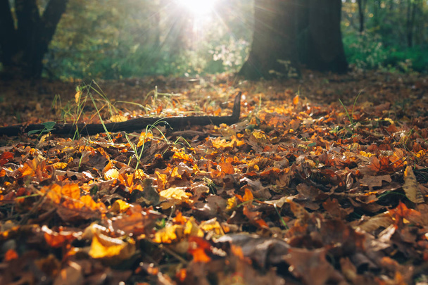 Autumn. Beautiful sunlight and fall yellow and brown leaves with - Foto, Imagen