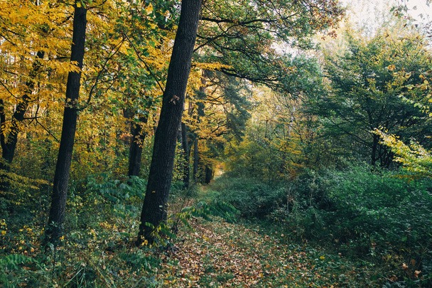Sonbahar ormanları. Sonbahar yaprakları güzel altın ağaçlar ve yol yolu - Fotoğraf, Görsel
