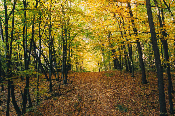 Autumn woods. Beautiful golden trees and path way in fall leaves - Foto, afbeelding