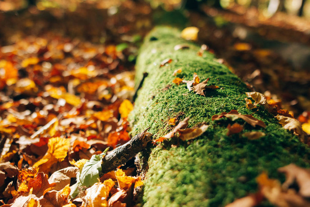 Autumn woods. Beautiful old fallen tree in moss and yellow and b - Фото, изображение