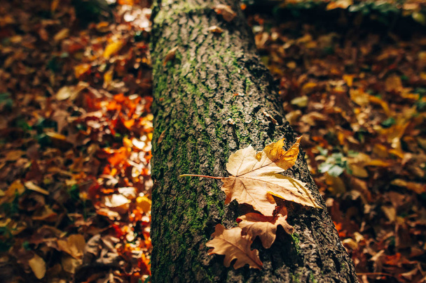 Autumn woods. Beautiful yellow fall leaf in sunlight on old fall - Foto, Bild