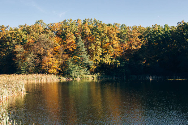 Beautiful lake in sunny autumn woods in cold morning. Tranquil m - Foto, imagen