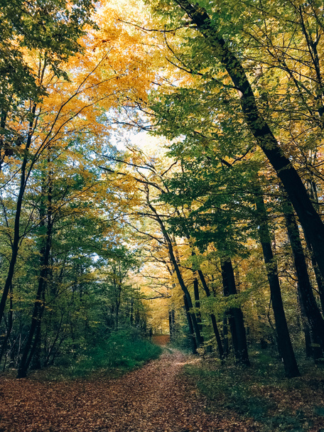 Autumn woods. Beautiful golden trees and path way in fall leaves - Photo, image
