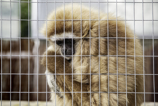 surullinen apina häkissä
 - Valokuva, kuva