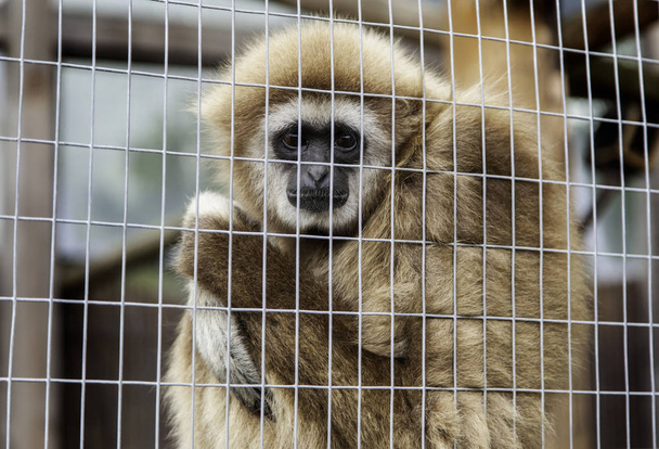 сумно мавпи в клітці
 - Фото, зображення