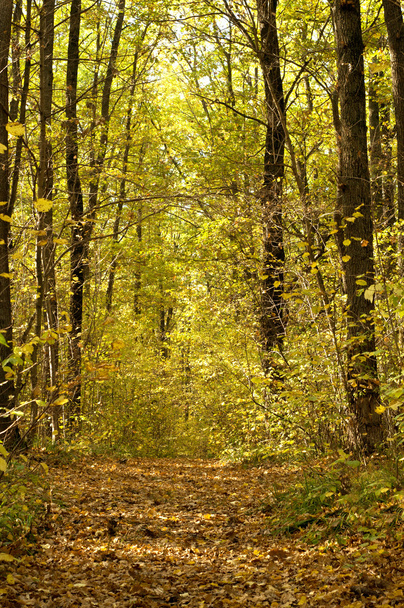 Autumn forest - Foto, Imagem
