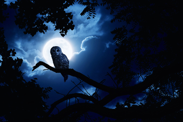 Búho relojes intencionadamente iluminado por la luna llena en la noche de Halloween
 - Foto, Imagen