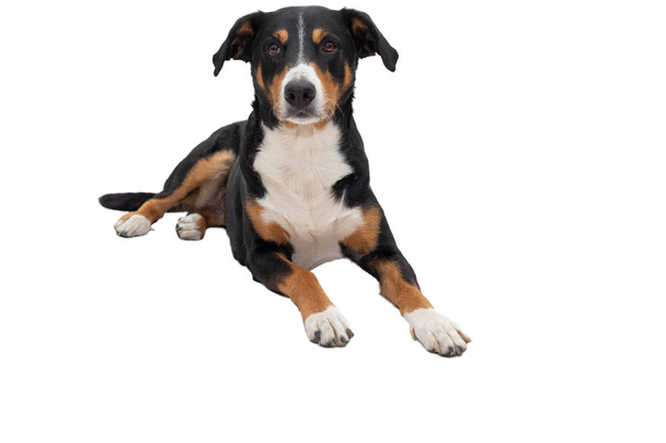 Netter Appenzeller Sennenhund legt sich auf die Seite, Kopf hoch Klo - Foto, Bild