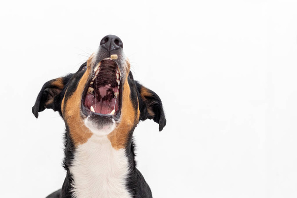 Portrait of Funny Appenzeller mountain Dog catch treats with ope - Zdjęcie, obraz