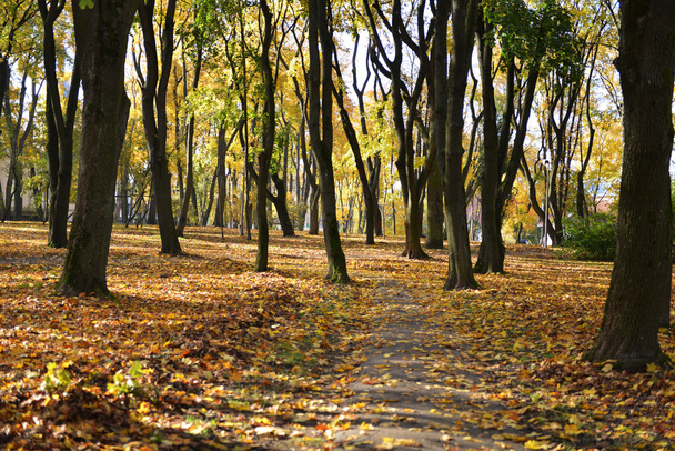 leaf fall in park - Foto, Imagen