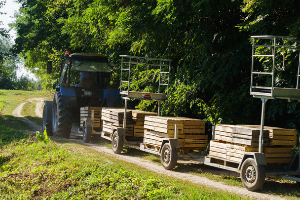 Elma hasat için bir cihaz ile eski traktör. Hasat için kutular. - Fotoğraf, Görsel