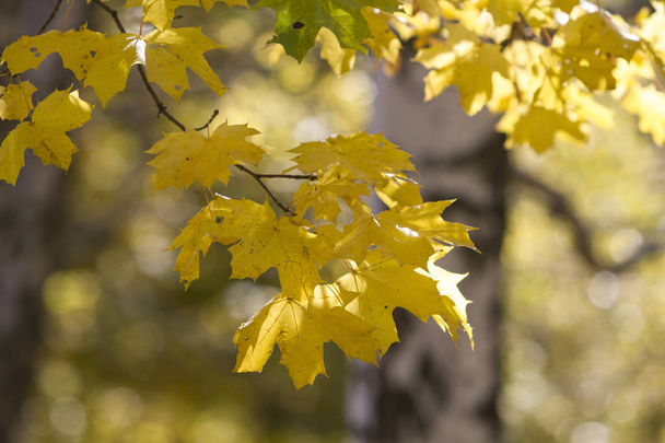 Golden autumn in deciduous forest - Fotoğraf, Görsel