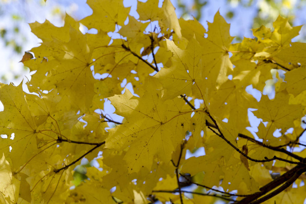 Golden autumn in deciduous forest - Foto, Bild