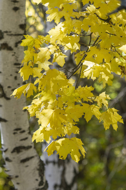 Χρυσή φθινόπωρο σε δάσος φυλλοβόλων - Φωτογραφία, εικόνα
