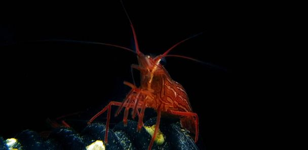 Мятные креветки Лисмата в подводной сцене на скале
 - Фото, изображение