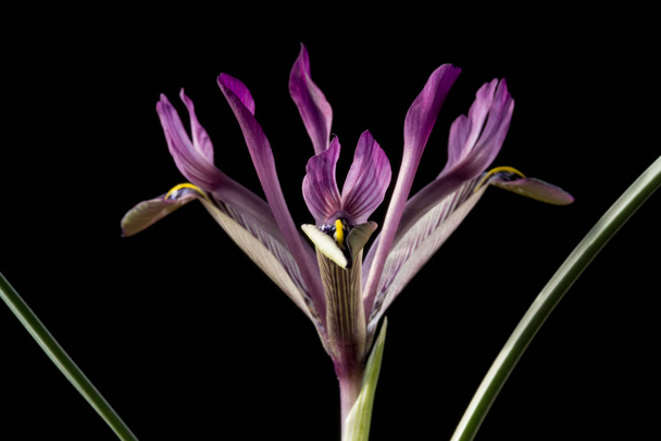 Iris a nemzetség a 300 faj virágos növények mutatós virágok. Nevét a görög szó a szivárvány, amely szintén a neve a görög istennő, a szivárvány, Iris - Fotó, kép