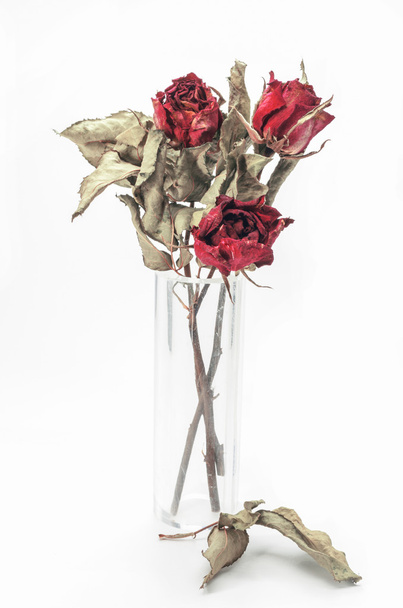 сушені троянди
 - Фото, зображення