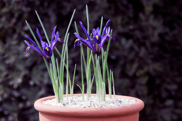 Iris on 300 kukkivan kasvilajin suku, jossa on näyttäviä kukkia. Se on saanut nimensä kreikan sanasta sateenkaari, joka on myös sateenkaaren kreikkalaisen jumalatar Iriksen nimi.
 - Valokuva, kuva