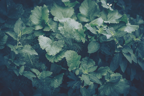 Green Leaves Pattern; Natural Background; vintage style - Zdjęcie, obraz