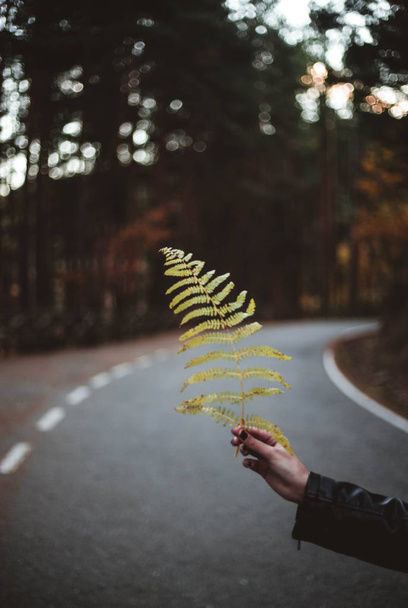 Woman's hand holding fern leaf against autumnal forest road. Seasonal and travel concept. The colors and mood of autumn. - Foto, imagen