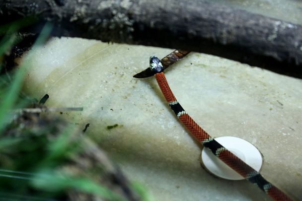 Coral snake - Photo, Image